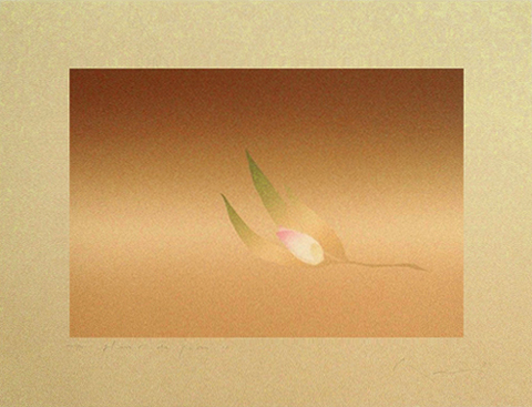 Fleur de paon　II - くじゃくの花　II - 50x64cm 1992 